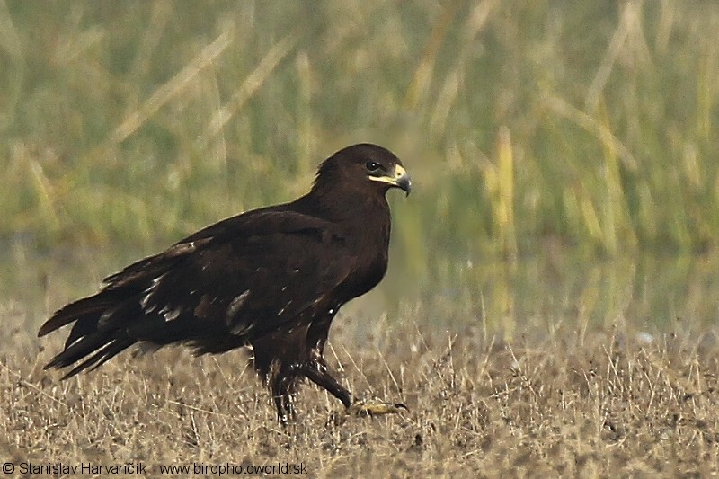 Greater Spotted Eagle - Stanislav Harvančík