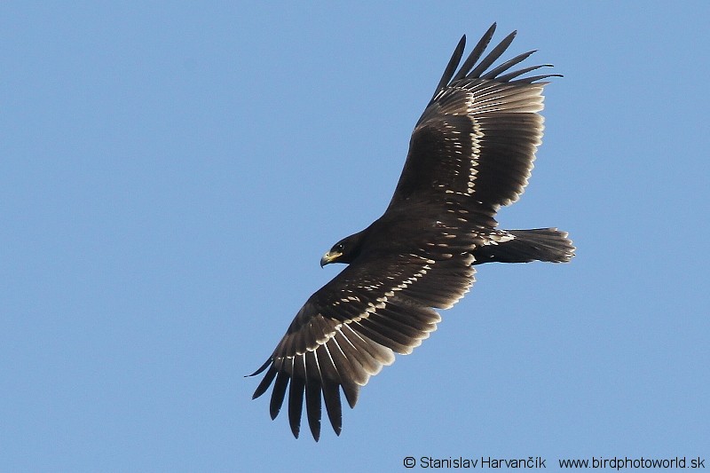 Greater Spotted Eagle - ML204409201
