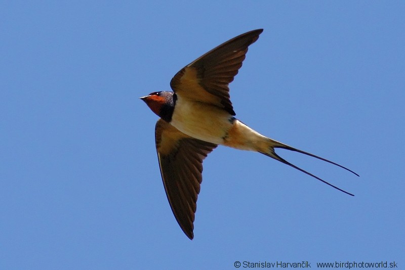 Barn Swallow (White-bellied) - ML204409571