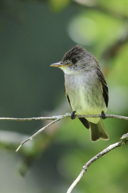 Northern Tropical Pewee - Jacques Erard