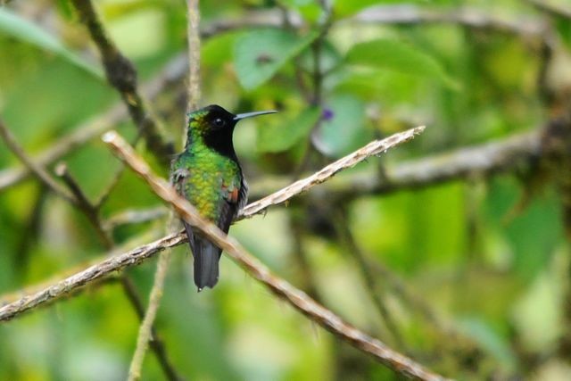 Black-bellied Hummingbird - ML204409821