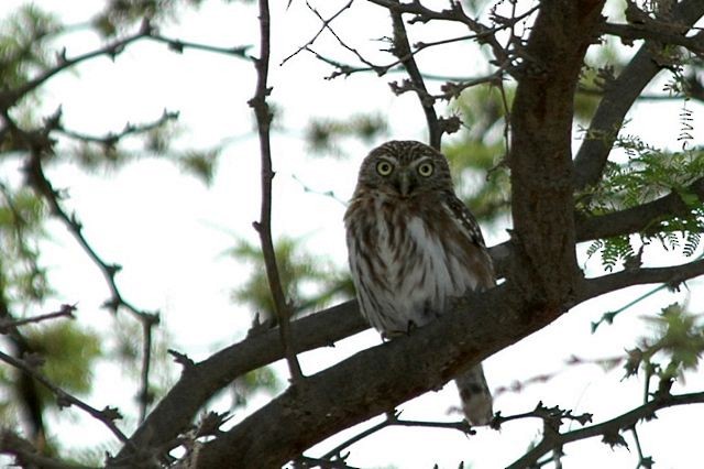 Peruvian Pygmy-Owl - Jacques Erard