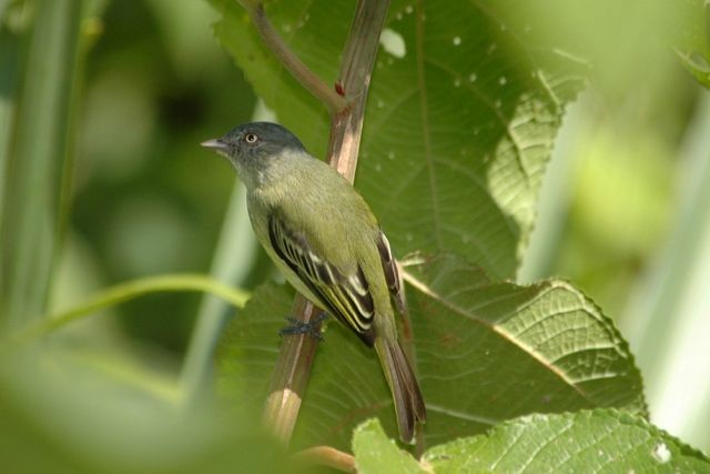 Red-billed Tyrannulet - Jacques Erard