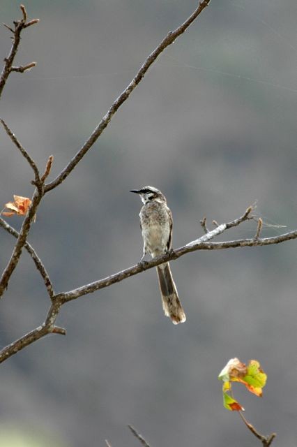 Long-tailed Mockingbird - ML204410101