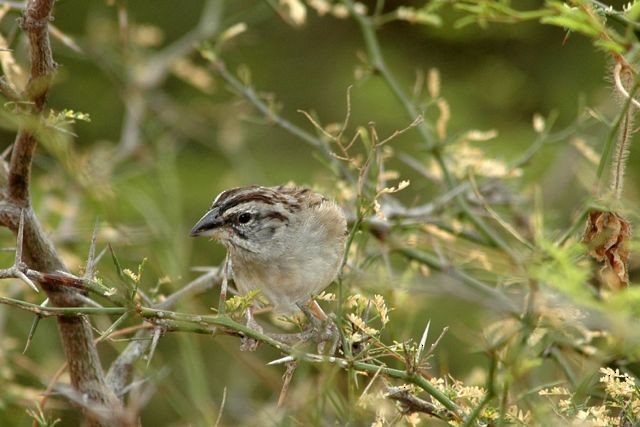 Tumbes Sparrow - Jacques Erard