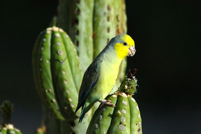 Папуга-горобець жовтощокий - ML204410191
