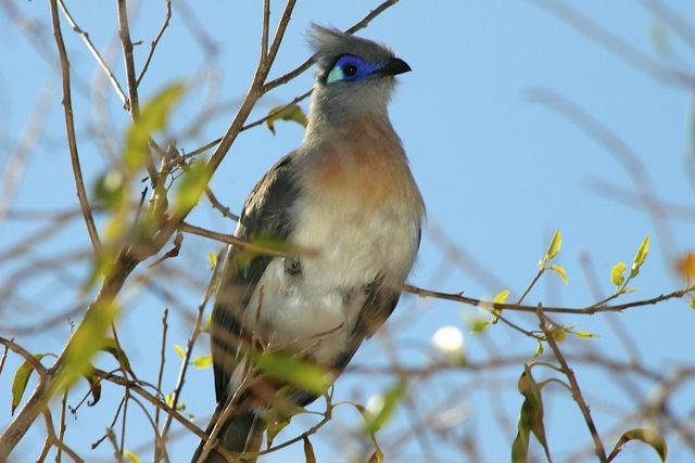 Crested Coua (Chestnut-vented) - ML204410291