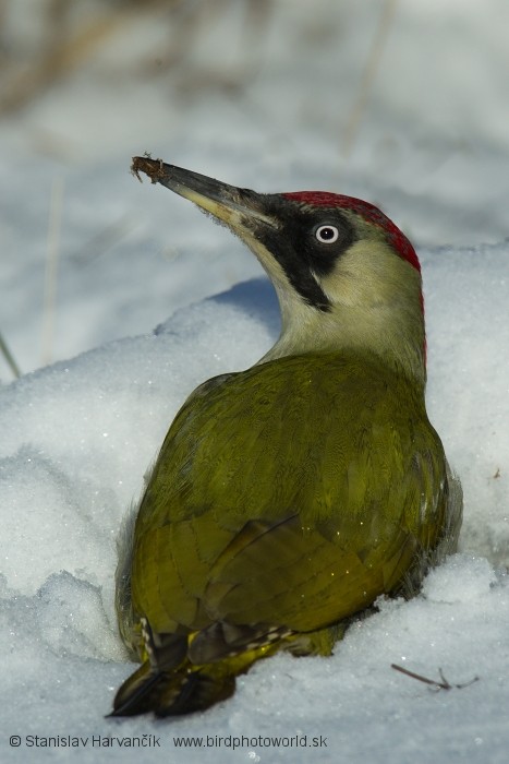 Eurasian Green Woodpecker (Eurasian) - Stanislav Harvančík