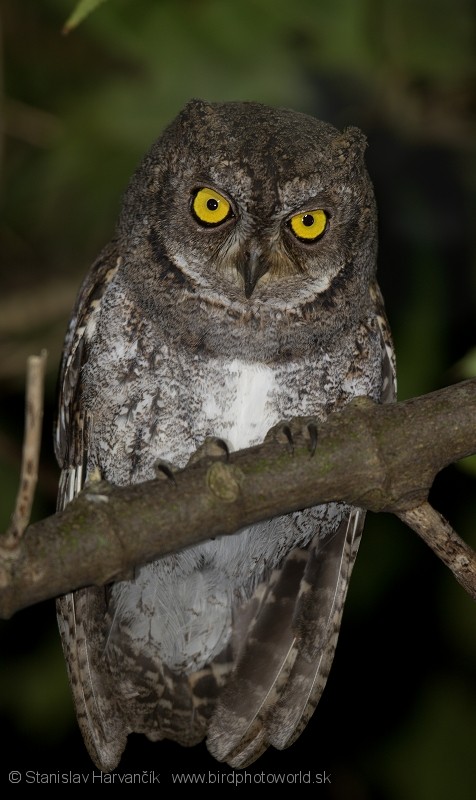 Oriental Scops-Owl (Walden's) - ML204410971