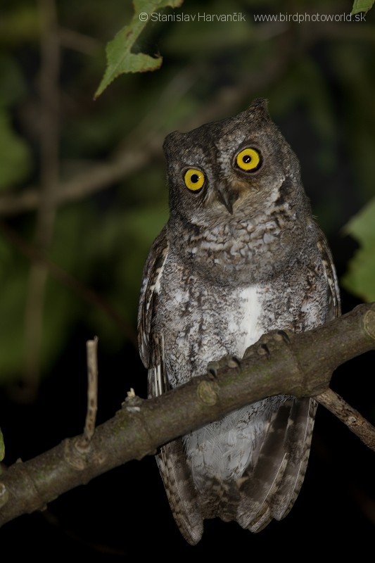 Oriental Scops-Owl (Walden's) - ML204410981