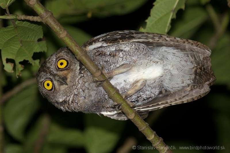 Oriental Scops-Owl (Walden's) - ML204410991