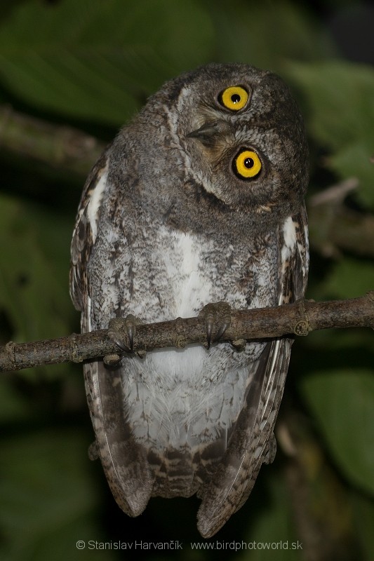 Oriental Scops-Owl (Walden's) - ML204411001