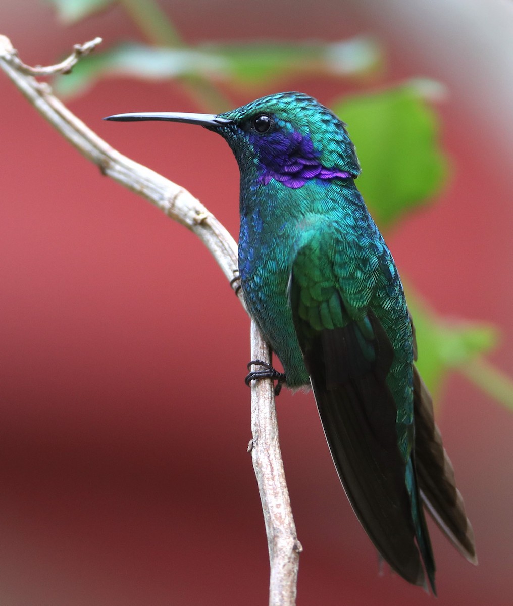 kolibřík modrouchý (ssp. cabanidis) - ML204411041