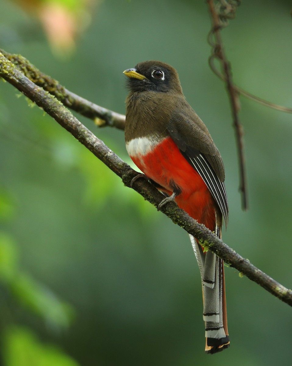 Collared Trogon (Xalapa) - Hal and Kirsten Snyder
