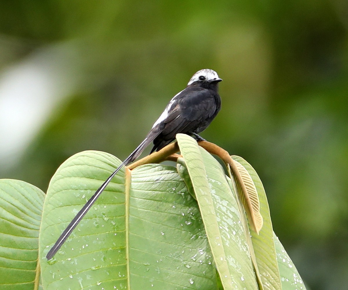 Long-tailed Tyrant - Hal and Kirsten Snyder