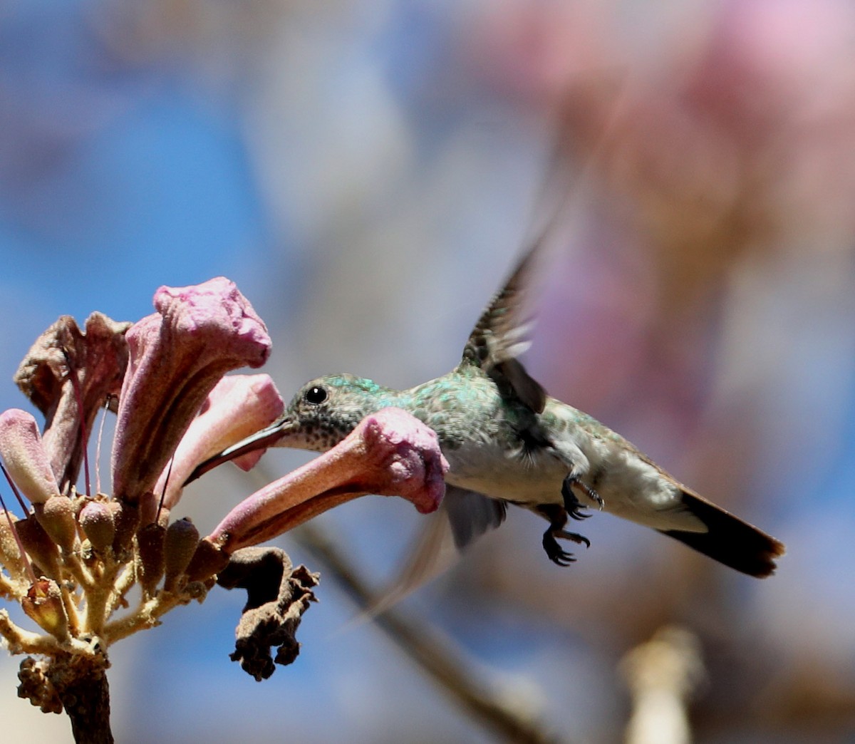 Mangrove Hummingbird - Hal and Kirsten Snyder