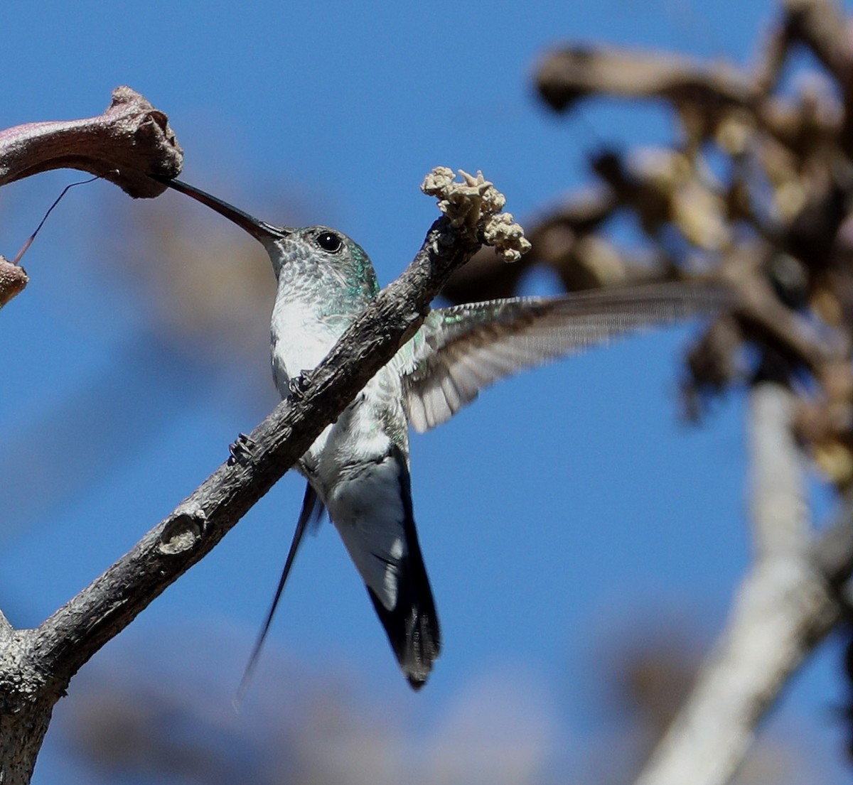Mangrove Hummingbird - ML204411301