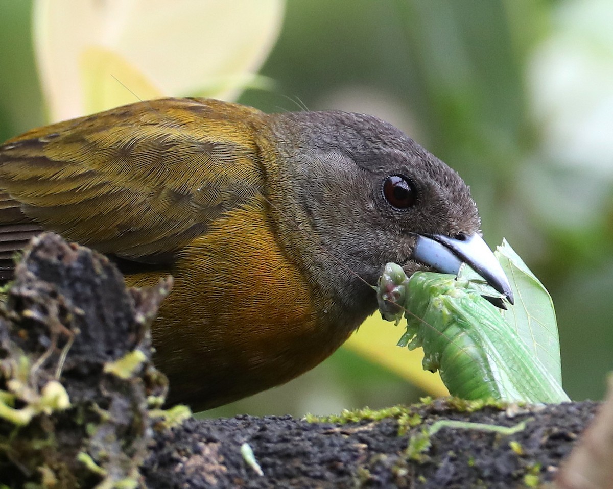 Scarlet-rumped Tanager (Passerini's) - ML204411371