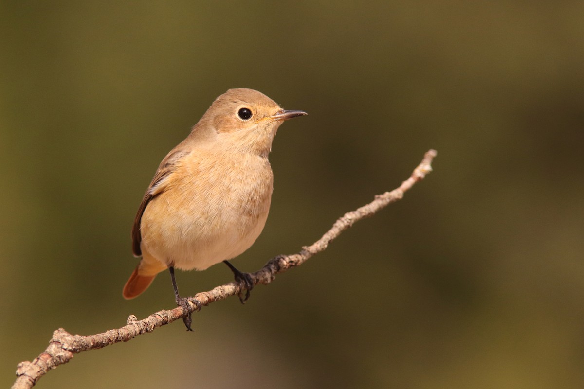 Common Redstart (Common) - Rafael Merchante