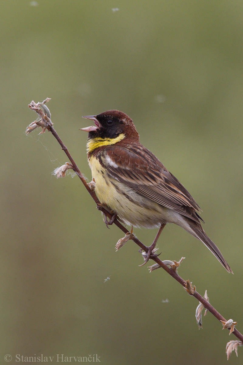 Yellow-breasted Bunting - ML204411851