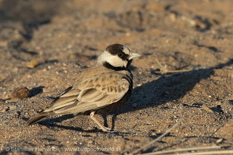 Black-crowned Sparrow-Lark - ML204412171