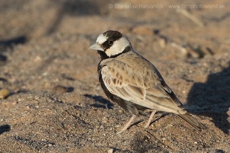 Black-crowned Sparrow-Lark - Stanislav Harvančík