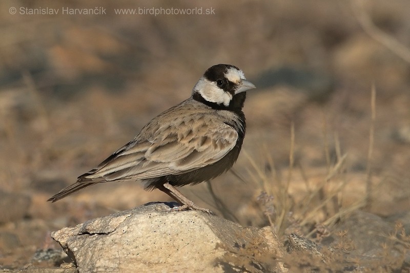 Black-crowned Sparrow-Lark - ML204412191