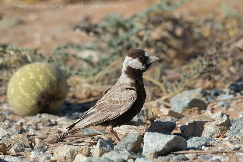 Black-crowned Sparrow-Lark - ML204412201