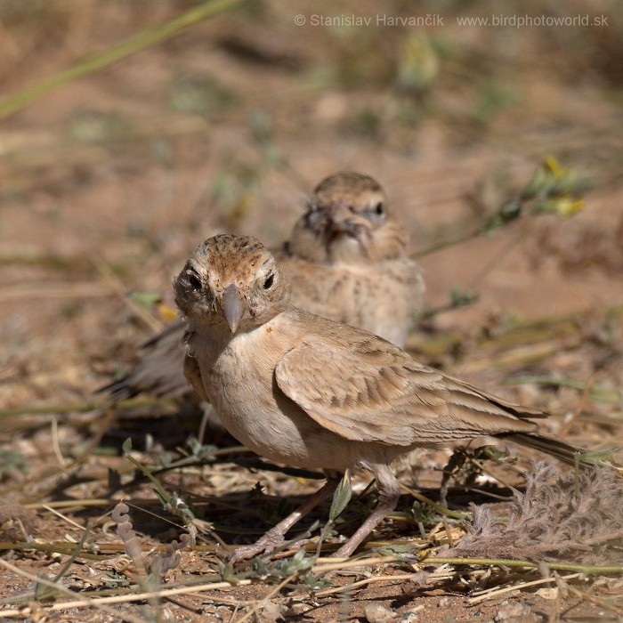 Black-crowned Sparrow-Lark - Stanislav Harvančík