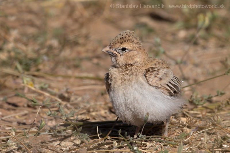 Black-crowned Sparrow-Lark - ML204412221