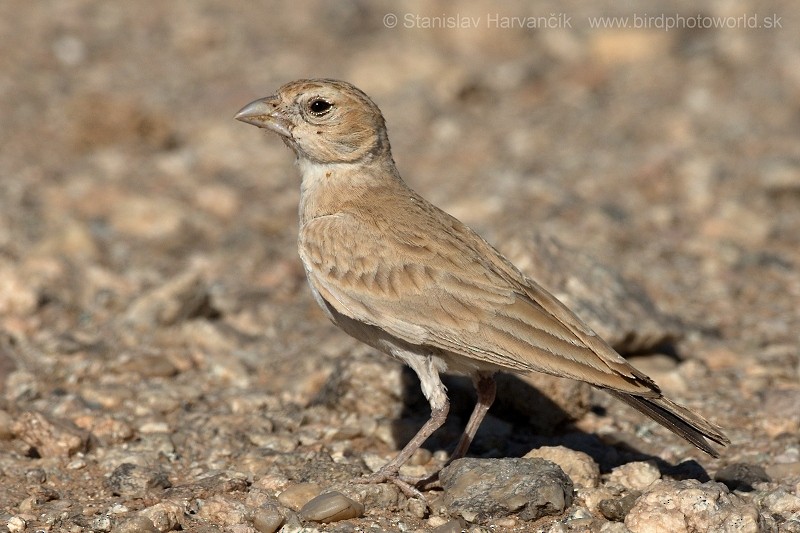Black-crowned Sparrow-Lark - ML204412231