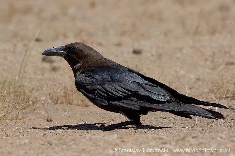 Brown-necked Raven - ML204412341
