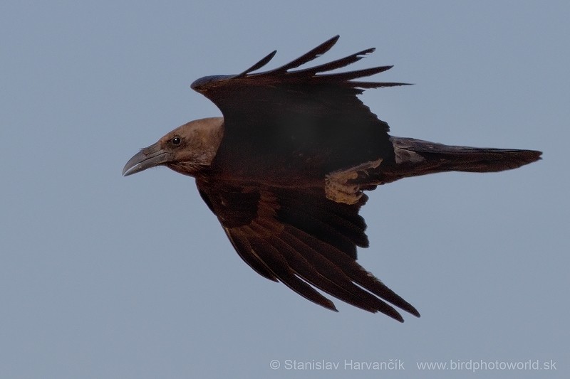 Brown-necked Raven - ML204412351