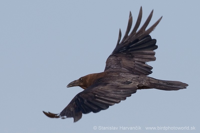 Brown-necked Raven - ML204412361