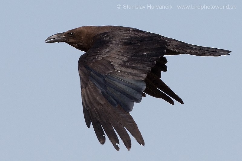 Brown-necked Raven - ML204412371