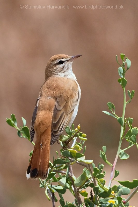 Rufous-tailed Scrub-Robin (Rufous-tailed) - Stanislav Harvančík