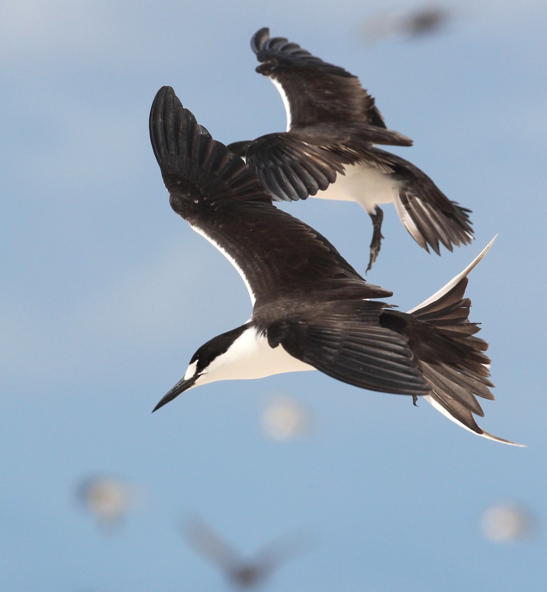 Sooty Tern - Hal and Kirsten Snyder