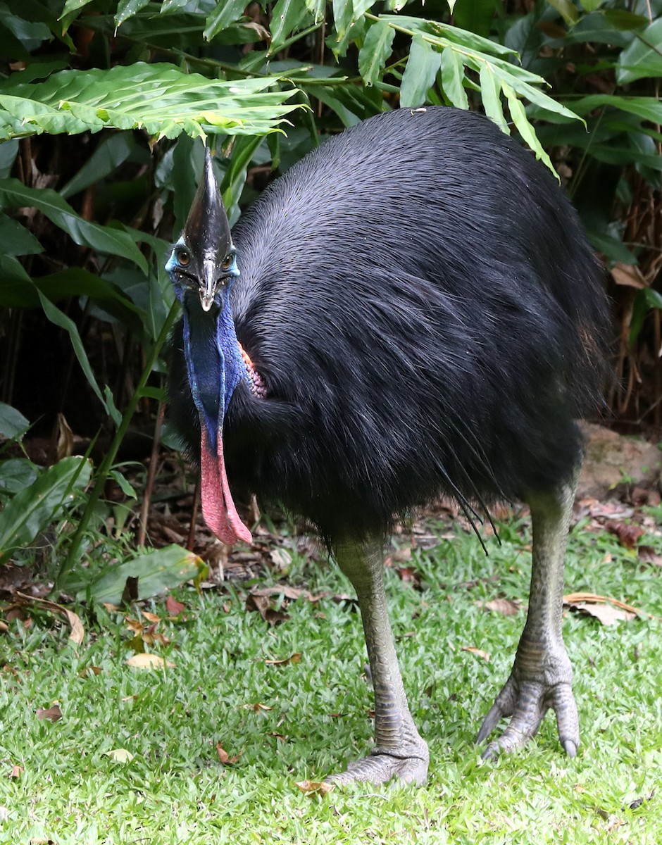 Southern Cassowary - Hal and Kirsten Snyder