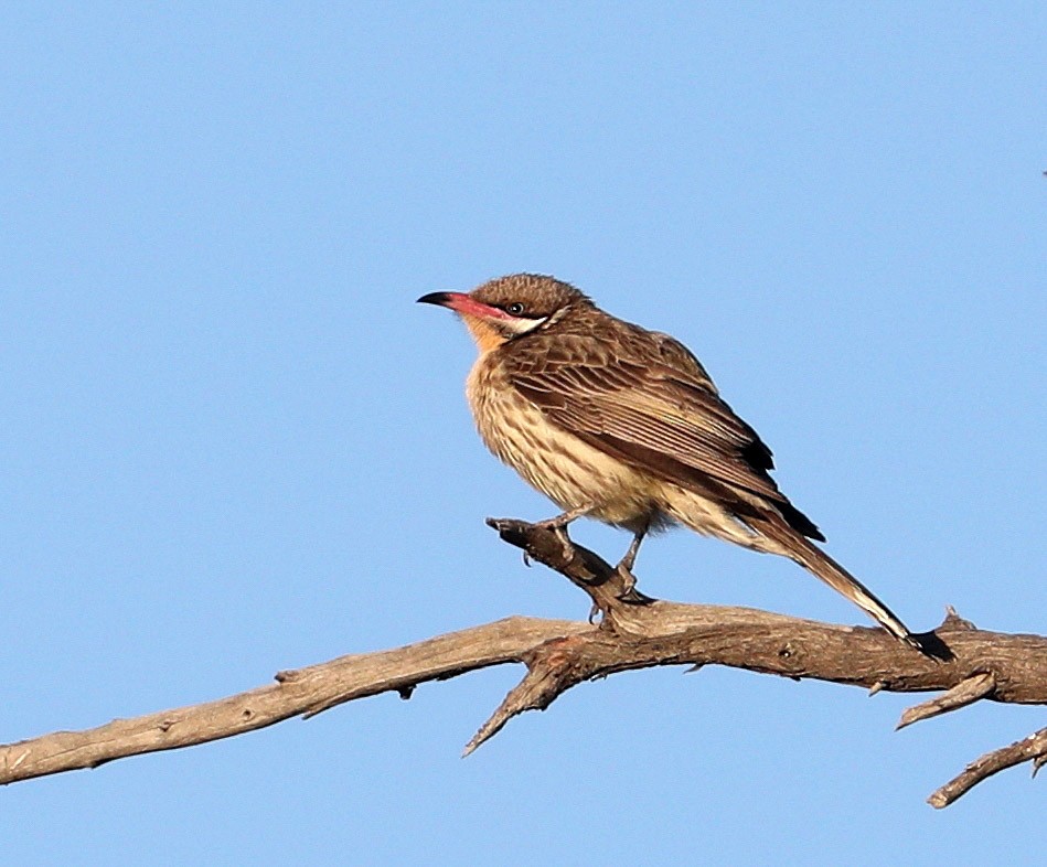 Spiny-cheeked Honeyeater - Hal and Kirsten Snyder