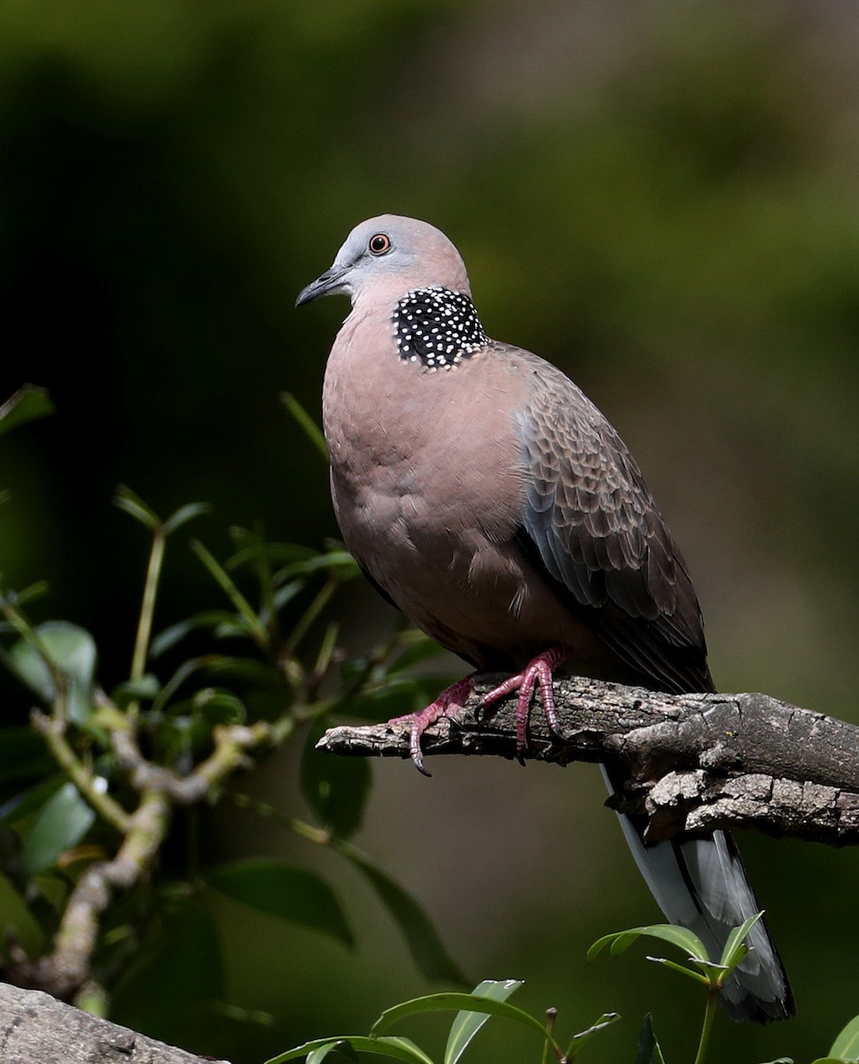 Spotted Dove (Eastern) - Hal and Kirsten Snyder