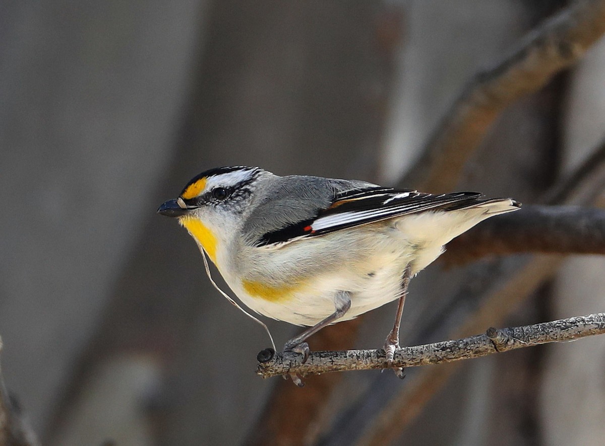 Striated Pardalote - Hal and Kirsten Snyder