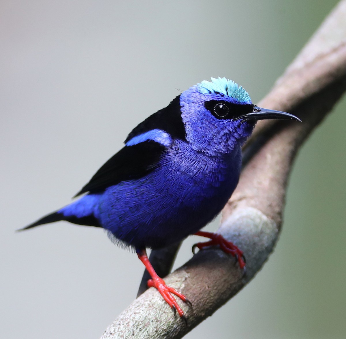Red-legged Honeycreeper - Hal and Kirsten Snyder