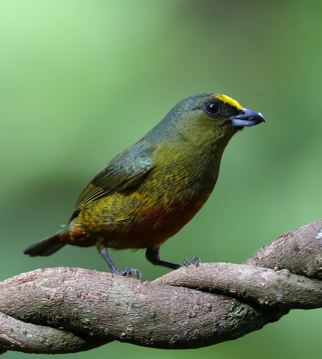 Olive-backed Euphonia - Hal and Kirsten Snyder