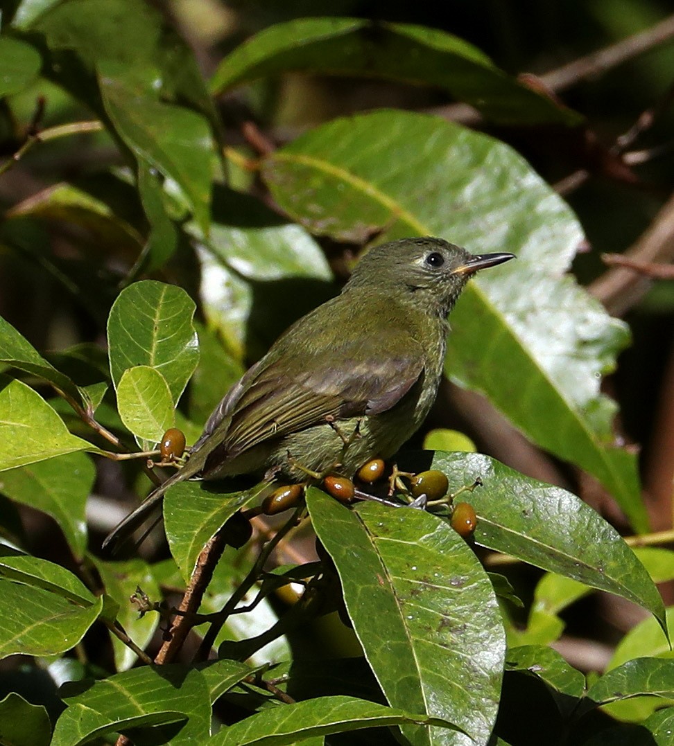 Olive-striped Flycatcher (Olive-streaked) - eBird