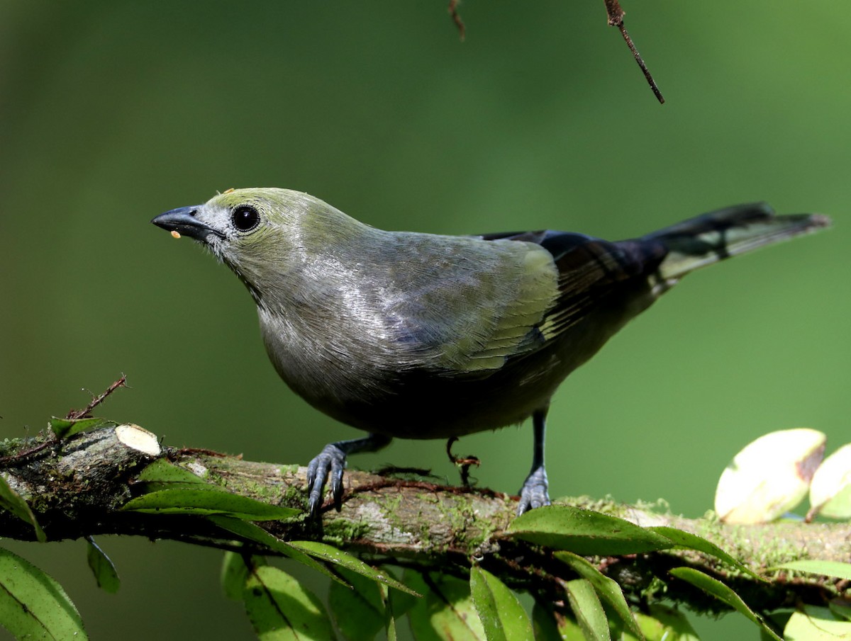 Palm Tanager - Hal and Kirsten Snyder