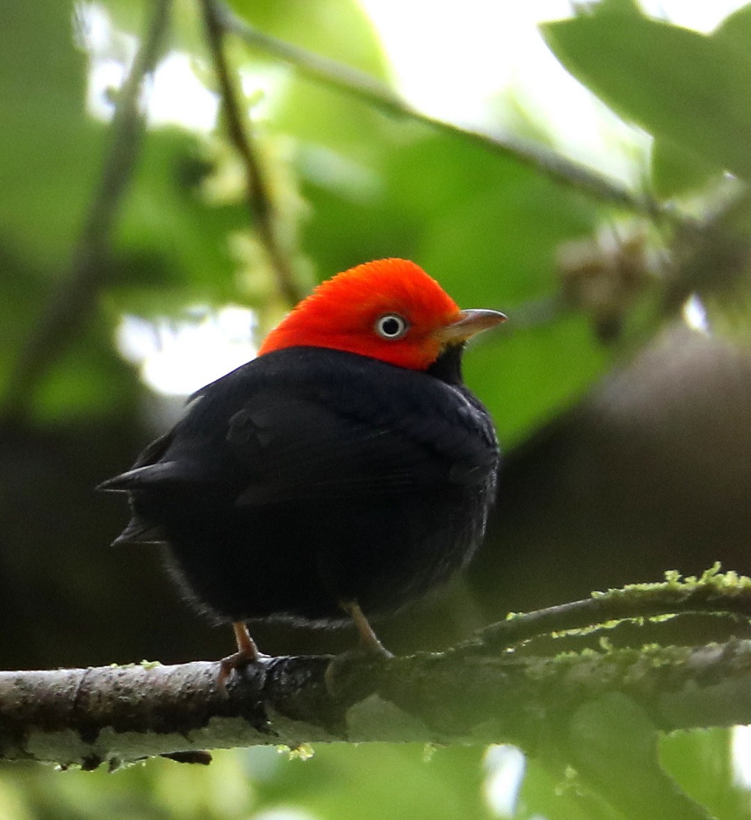 Red-capped Manakin - Hal and Kirsten Snyder