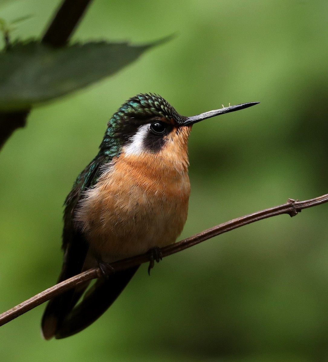 kolibřík fialovohrdlý - ML204413141