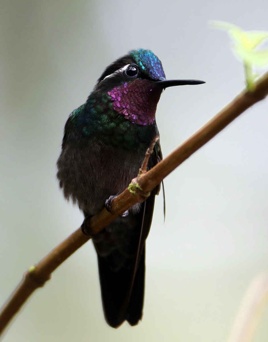kolibřík fialovohrdlý - ML204413151