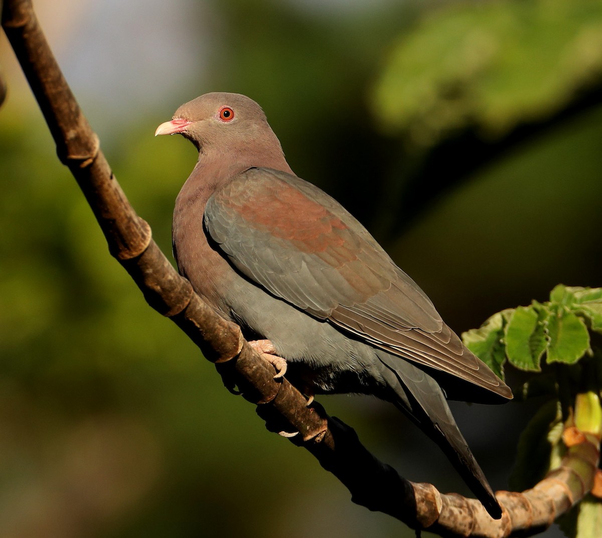 Red-billed Pigeon - Hal and Kirsten Snyder