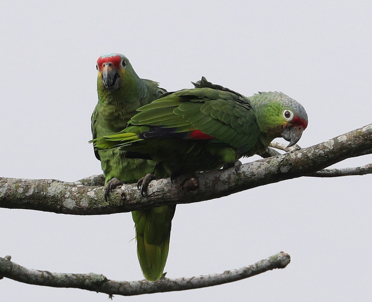 Red-lored Parrot (Red-lored) - Hal and Kirsten Snyder